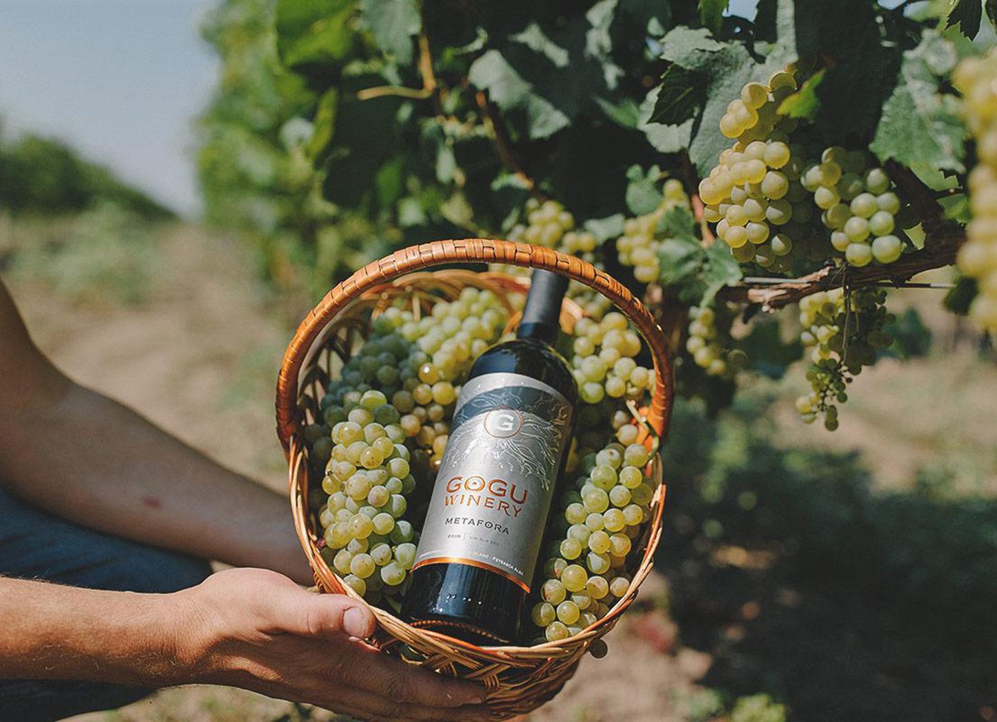 ワイン好き必見！知る人ぞ知るモルドバワインの秘密に迫る！ モルドバマガジン｜モルドバのトレンド情報配信サイト